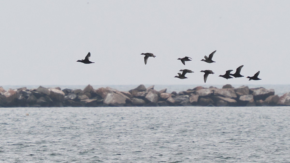 Black Scoter - ML644965197