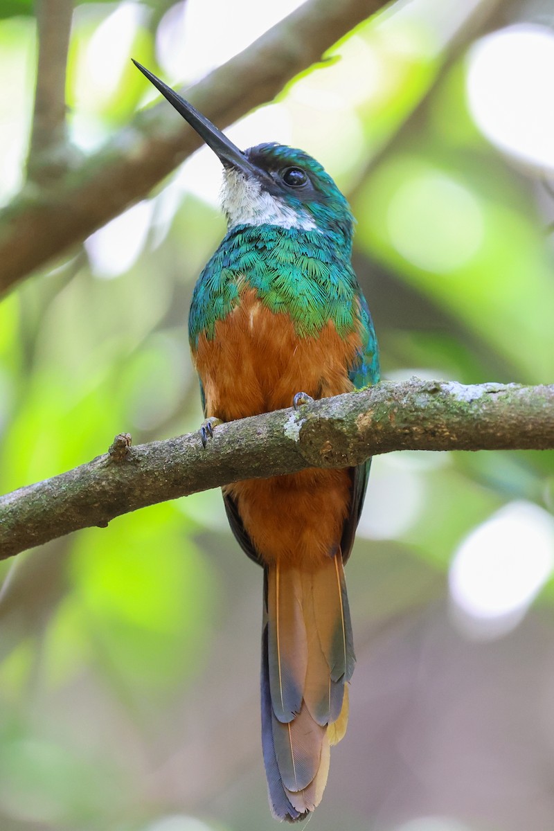Rufous-tailed Jacamar (Spot-tailed) - ML644965198