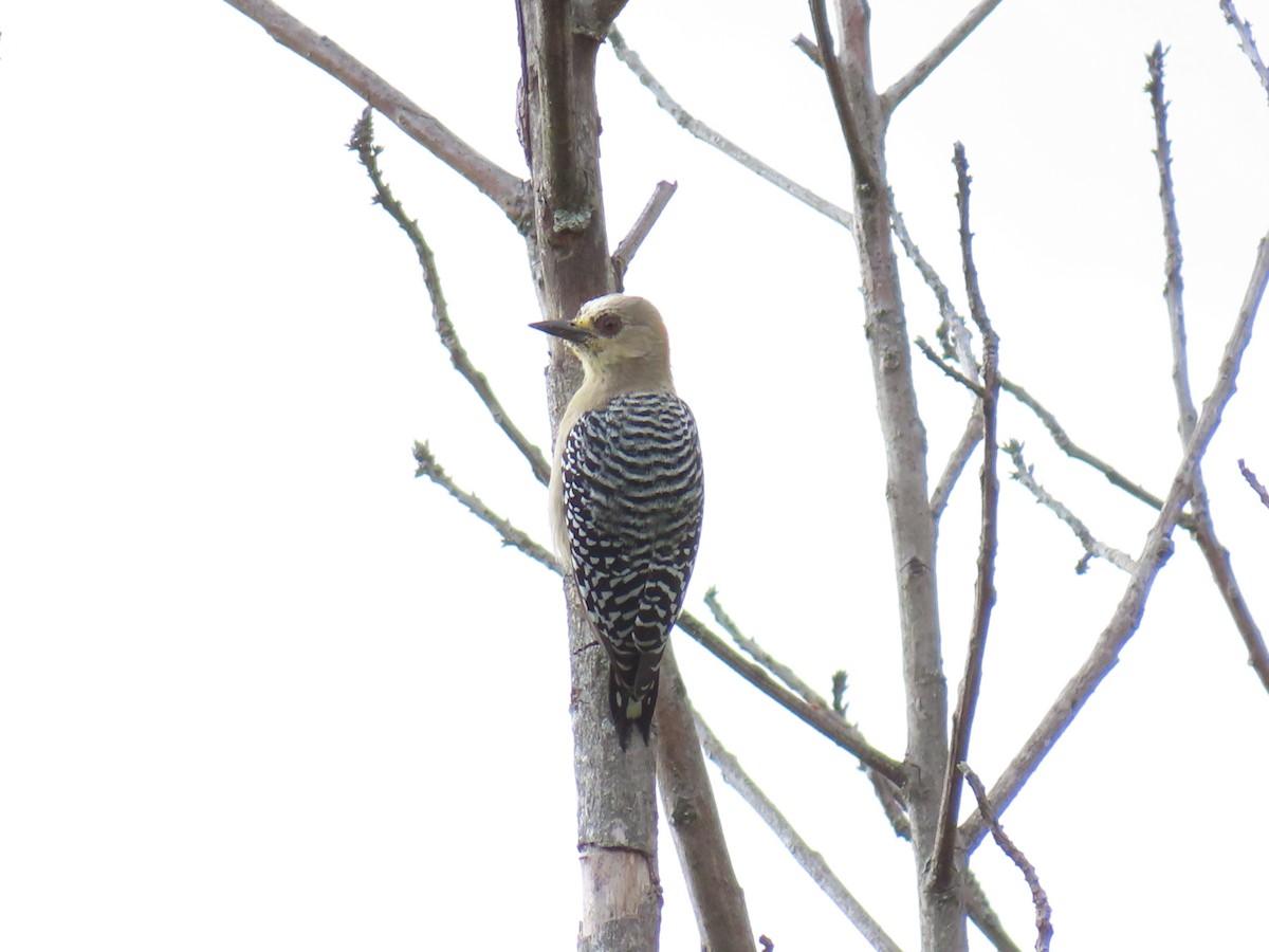 Red-crowned Woodpecker - ML644965199