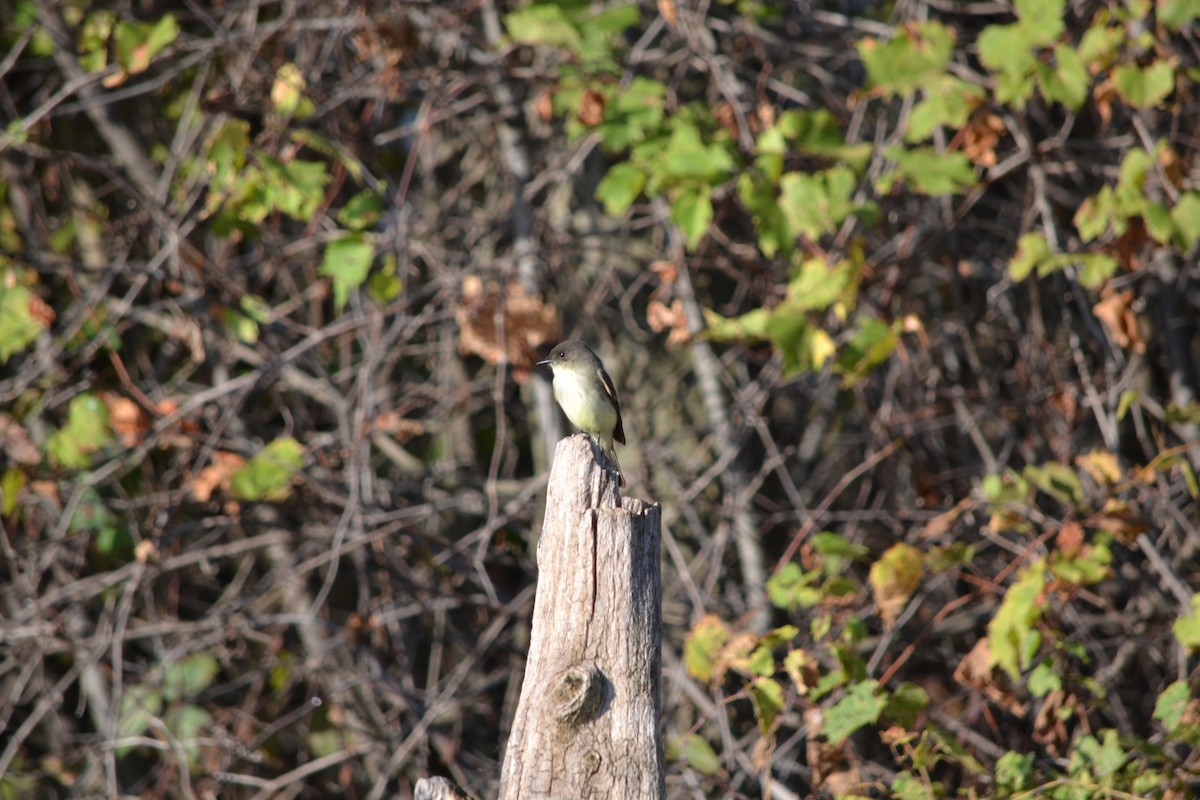 Eastern Phoebe - ML644965200
