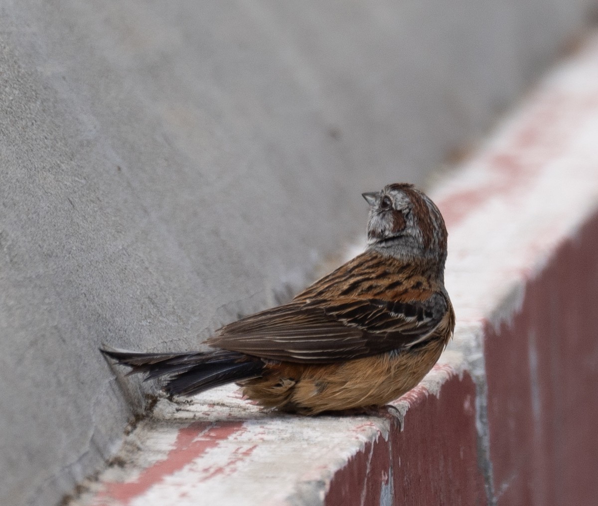 Godlewski's Bunting - ML644965201