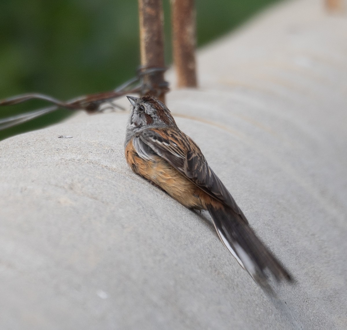 Godlewski's Bunting - ML644965202