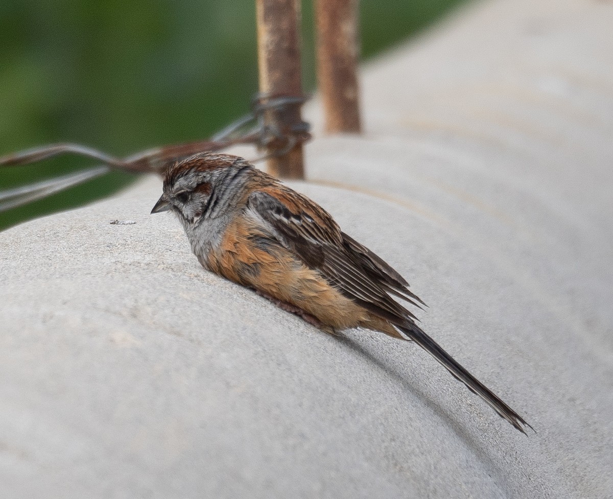 Godlewski's Bunting - ML644965203