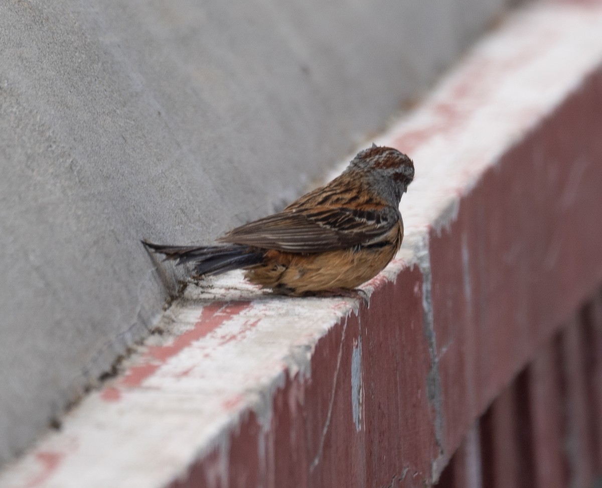 Godlewski's Bunting - ML644965204