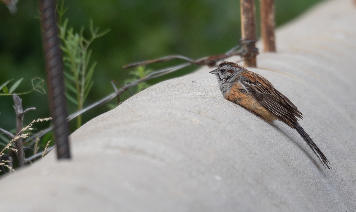 Godlewski's Bunting - ML644965205