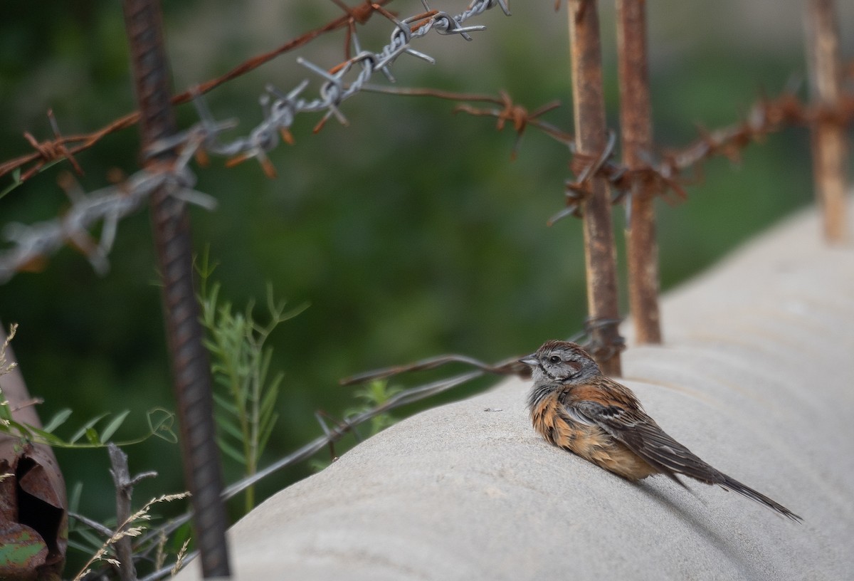 Godlewski's Bunting - ML644965206