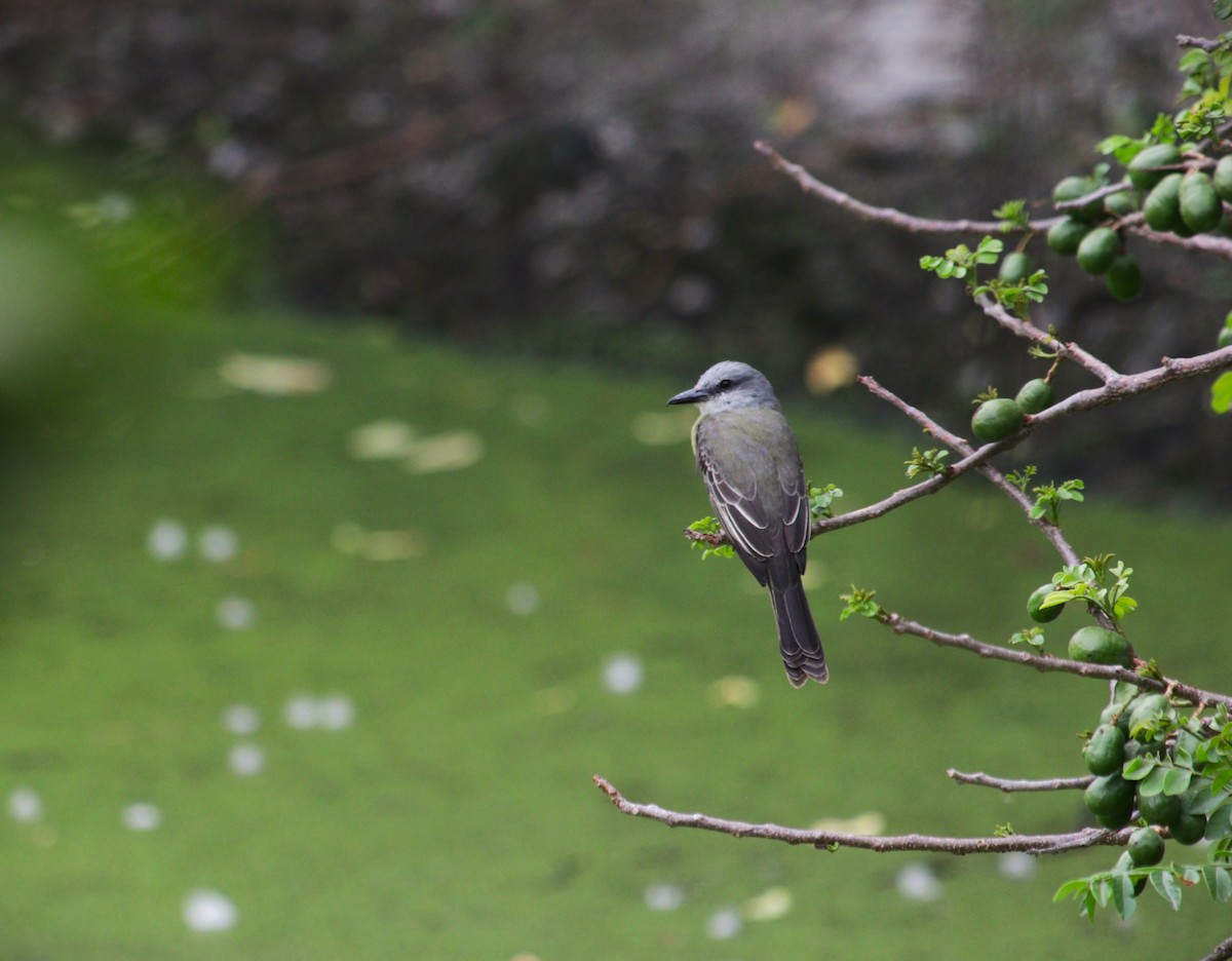 Tropical Kingbird - ML644965207