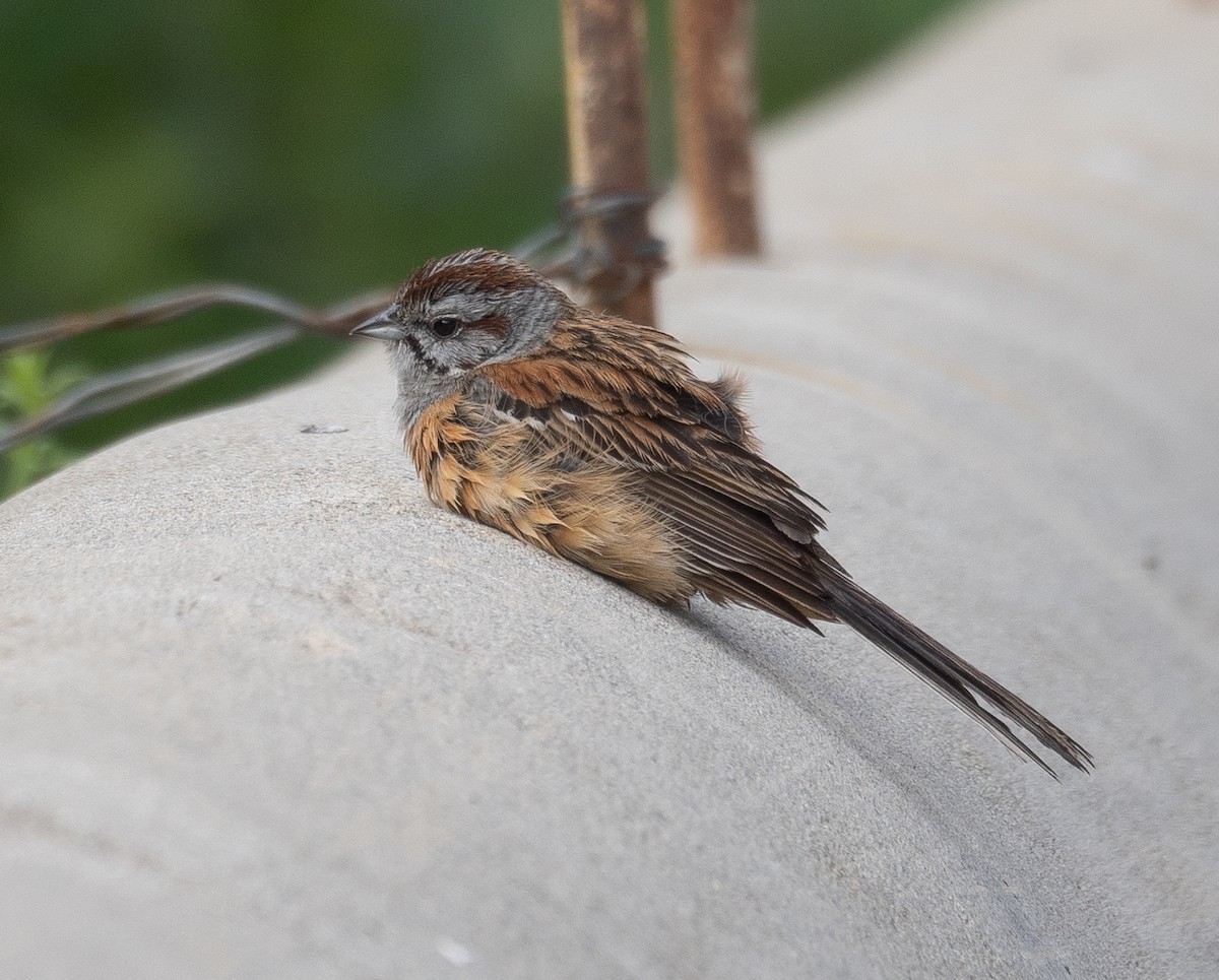 Godlewski's Bunting - ML644965208