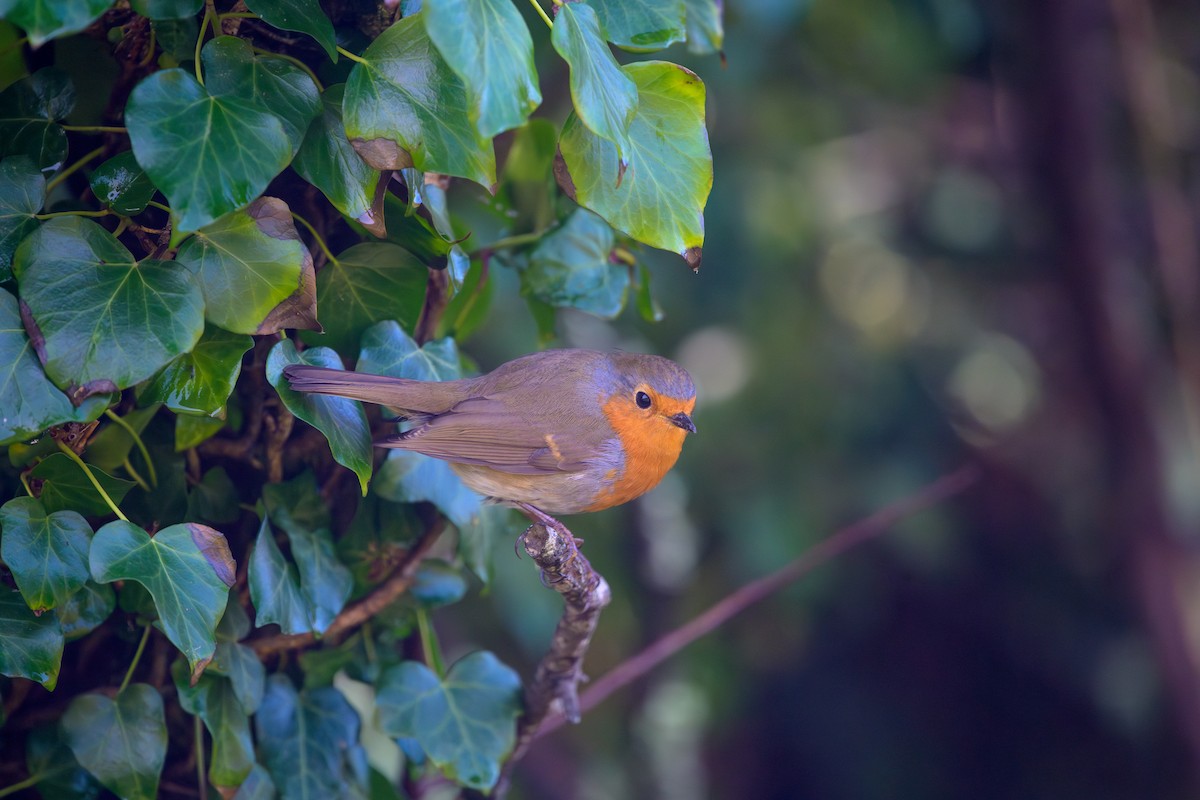 European Robin - ML644965209