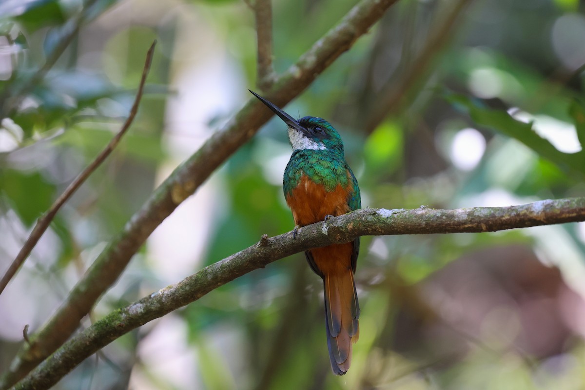 Rufous-tailed Jacamar (Spot-tailed) - ML644965210