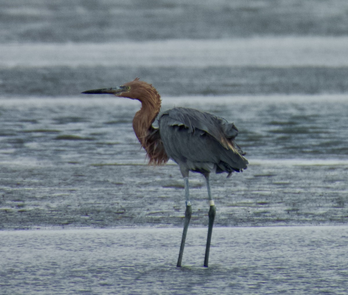 Reddish Egret - ML644965212