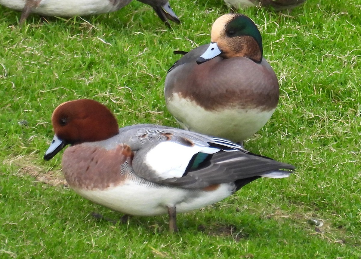 Eurasian Wigeon - ML644965213
