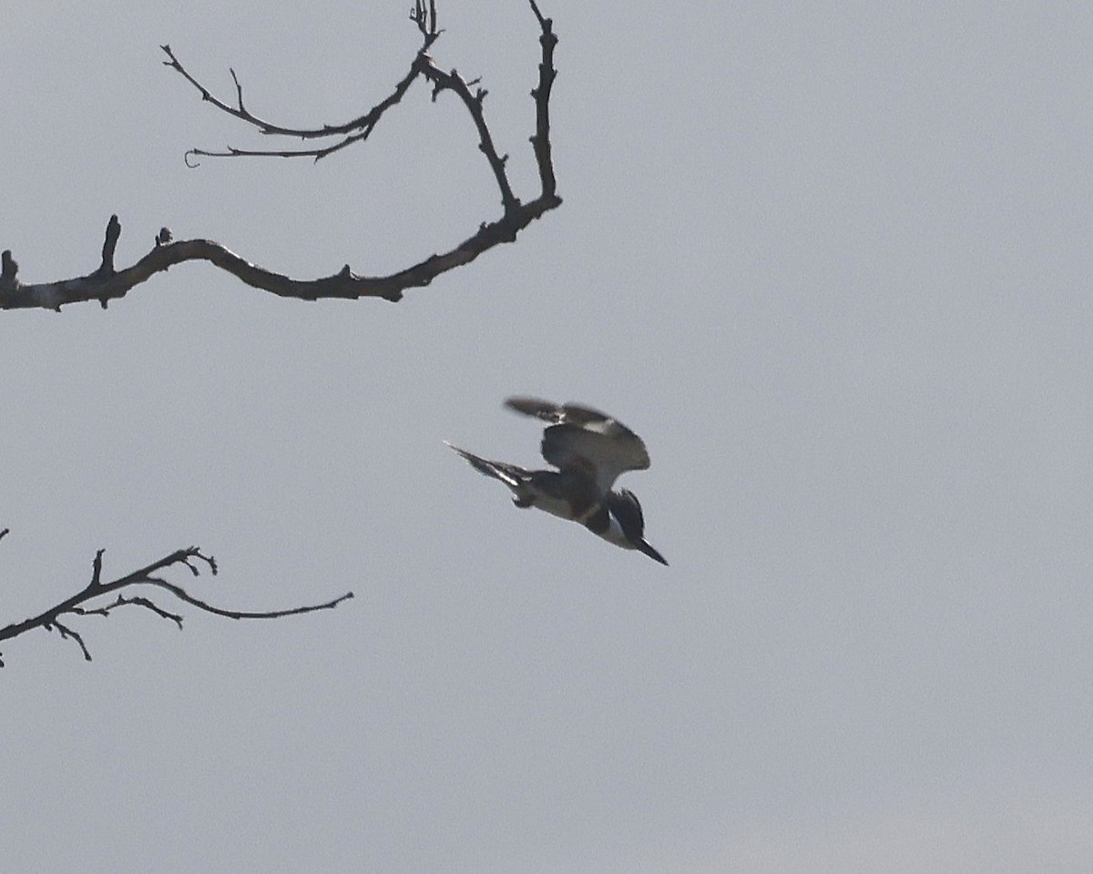 Belted Kingfisher - ML644965214