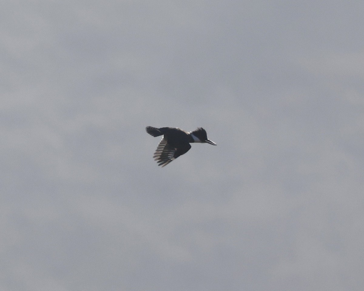 Belted Kingfisher - ML644965215