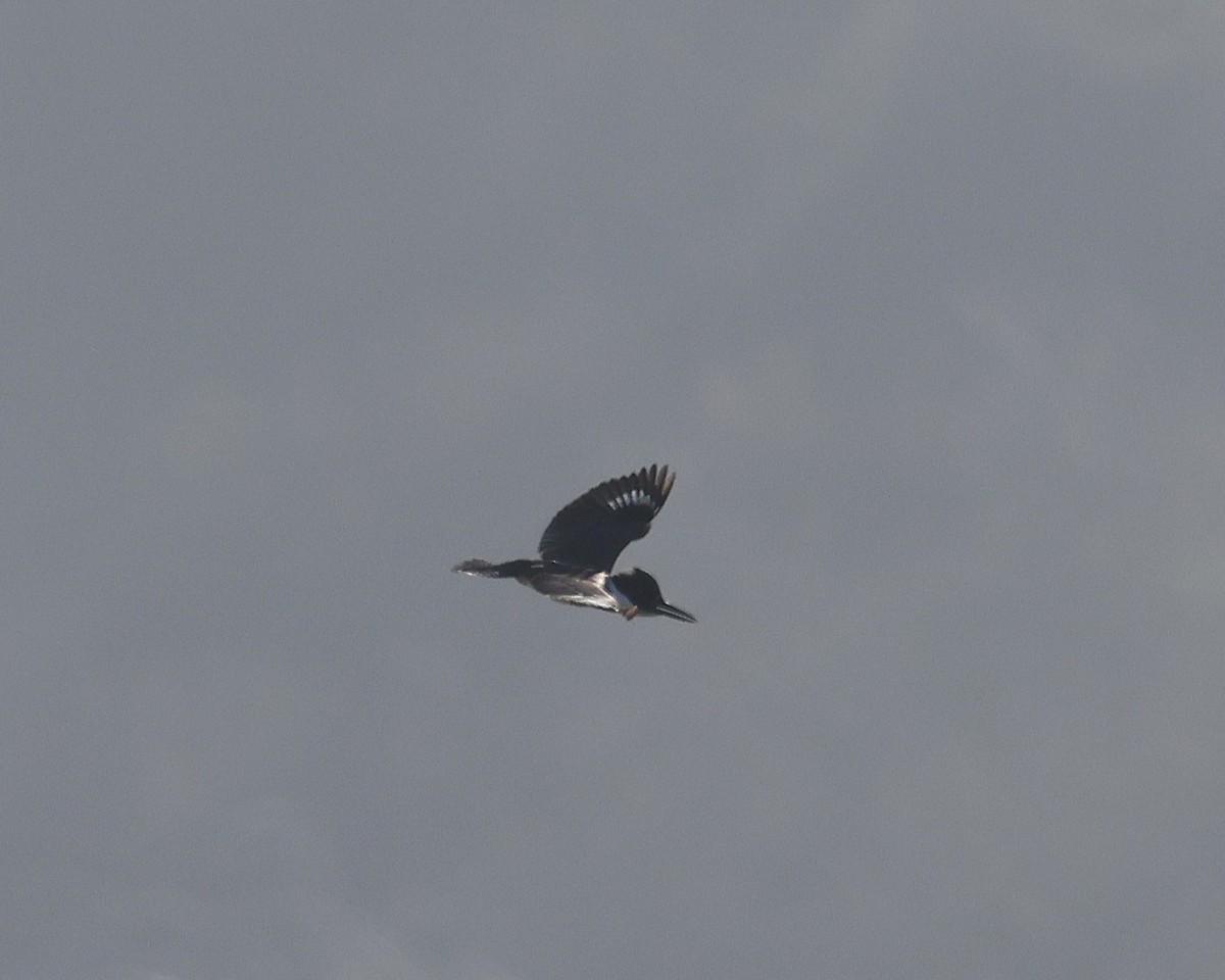 Belted Kingfisher - ML644965216