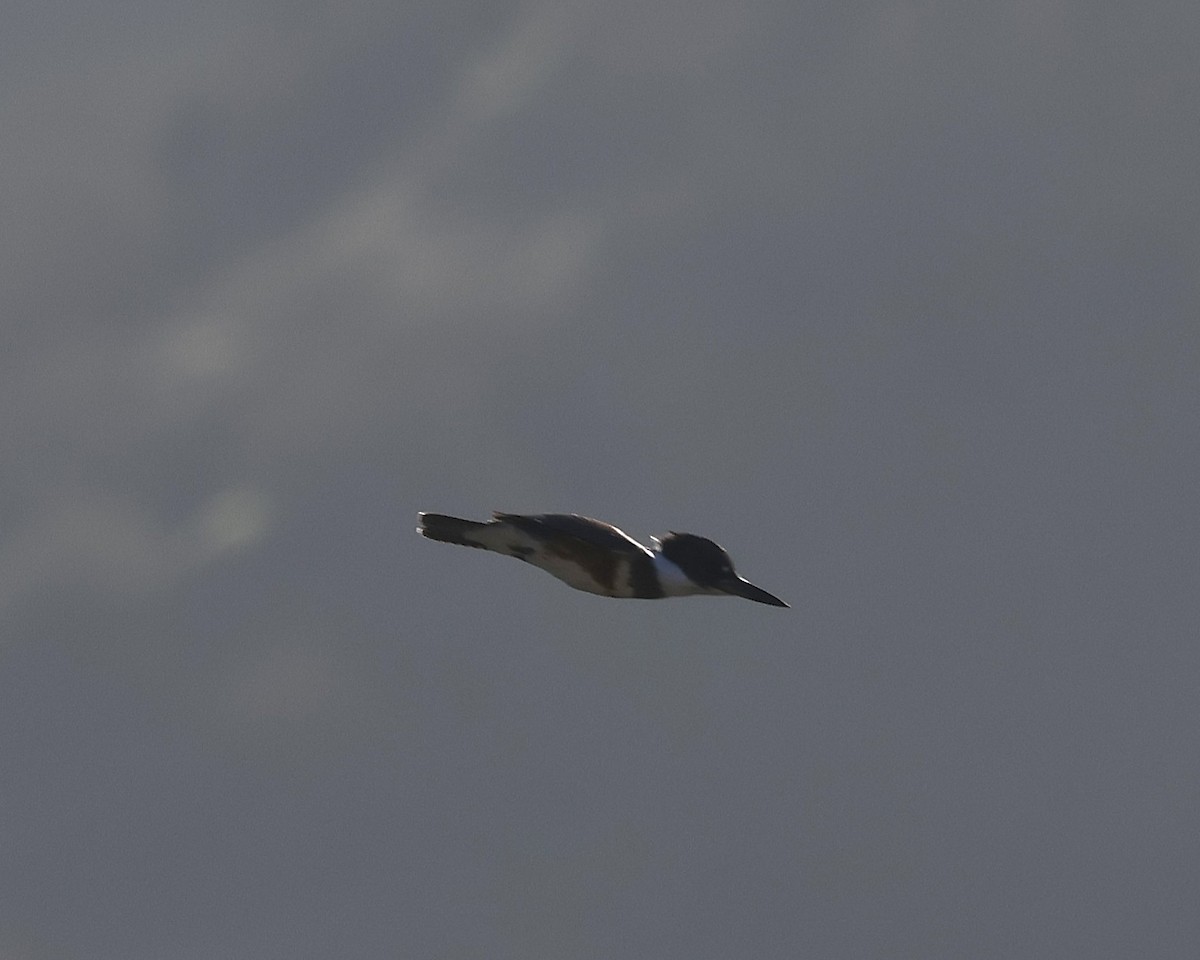 Belted Kingfisher - ML644965217