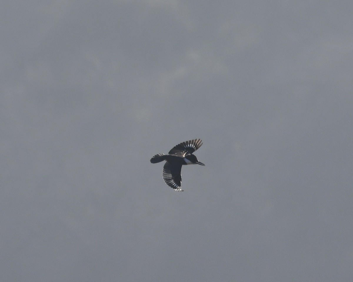 Belted Kingfisher - ML644965218