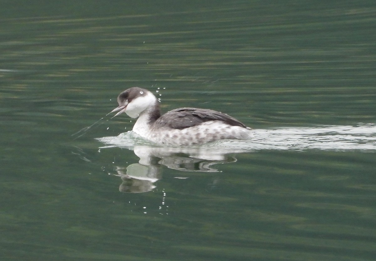 Horned Grebe - ML644965223