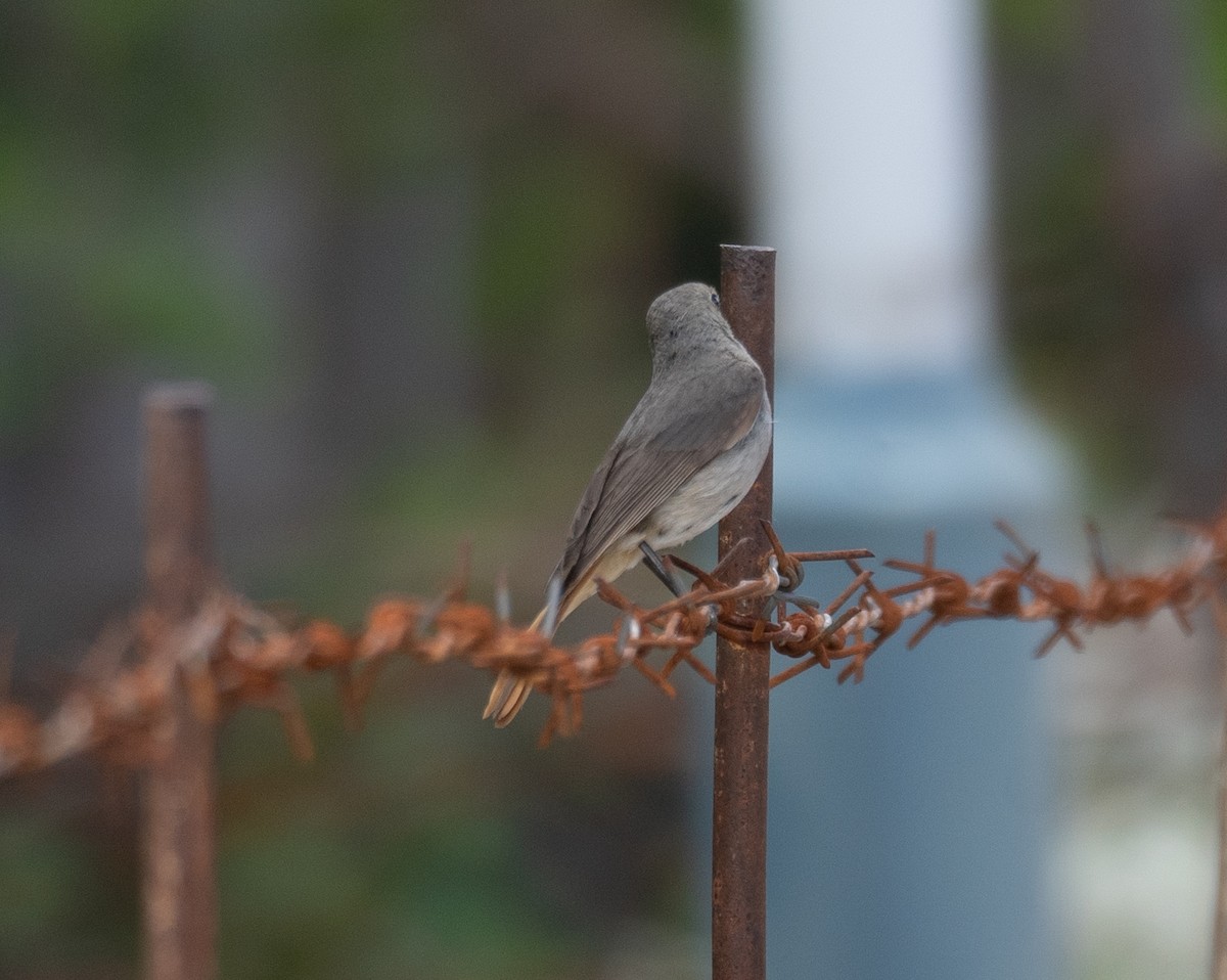 Hodgson's Redstart - ML644965241