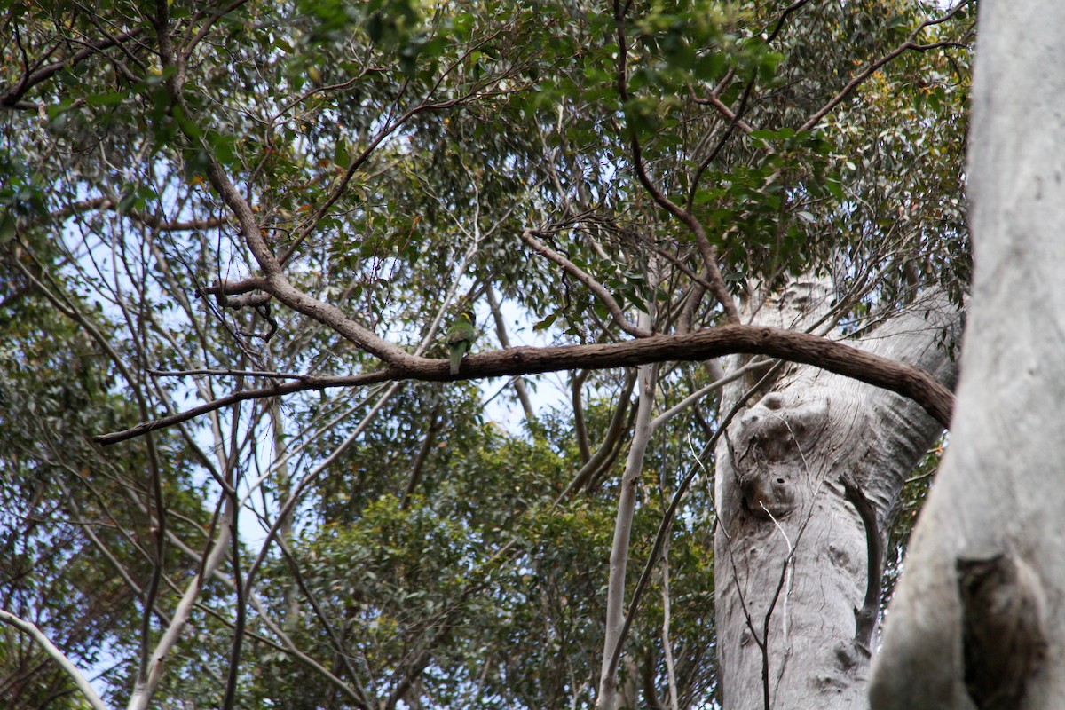 Australian Ringneck (Twenty-eight) - ML644965250