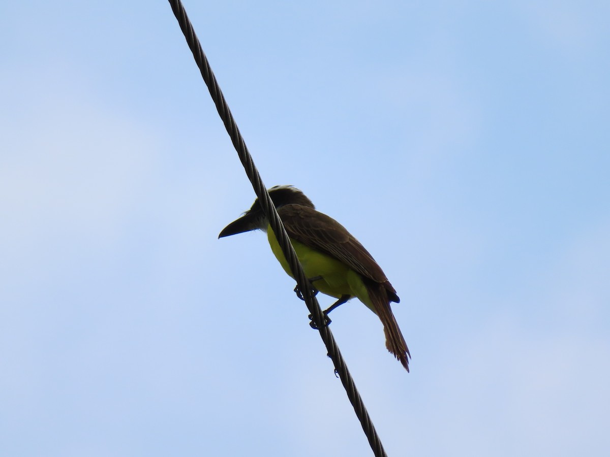 Boat-billed Flycatcher - ML644965256