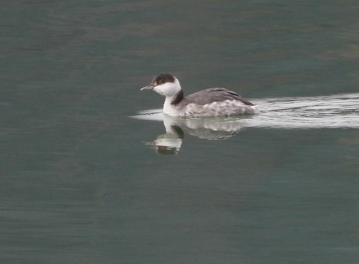 Horned Grebe - ML644965261