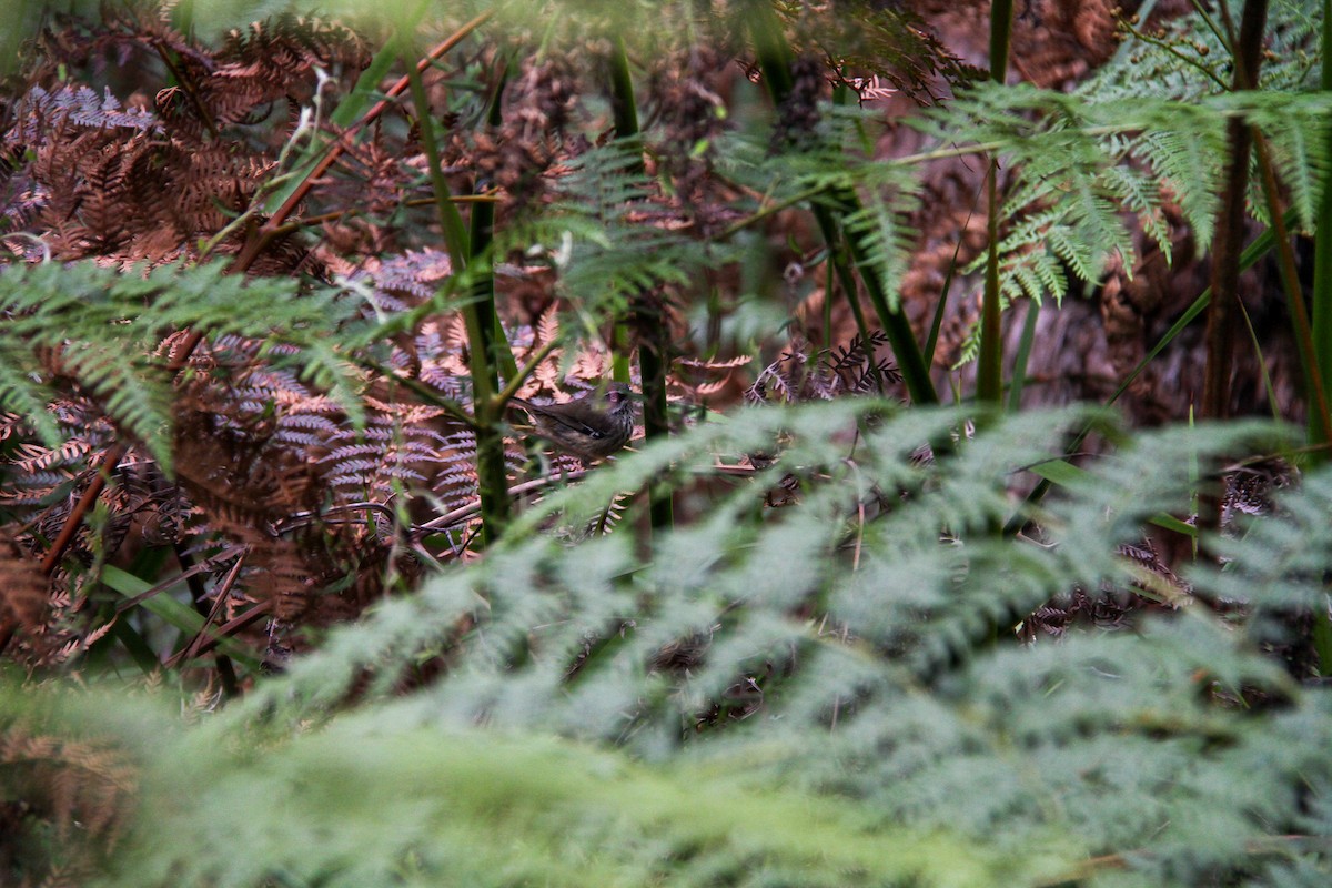Spotted Scrubwren - ML644965262