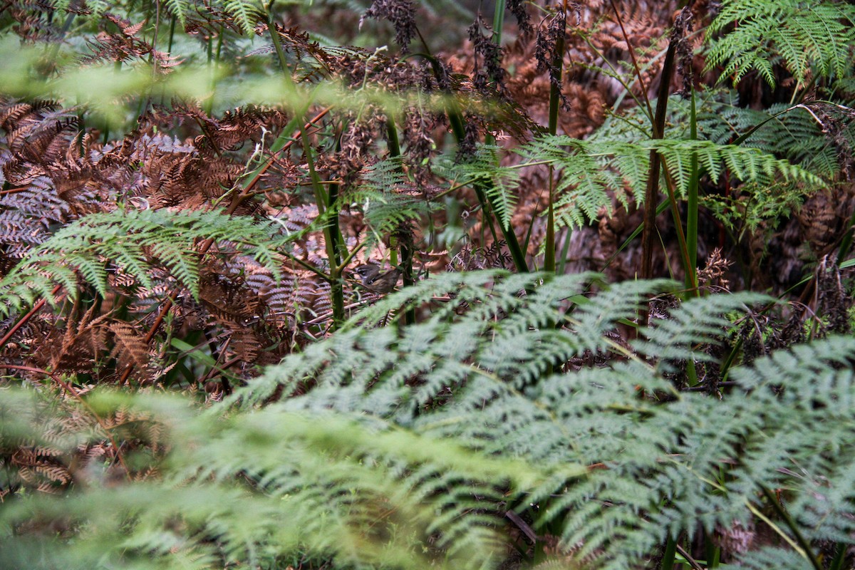 Spotted Scrubwren - ML644965263