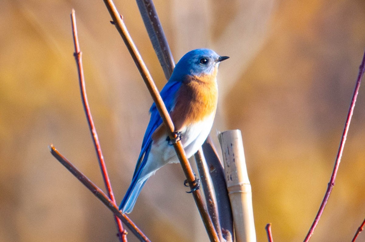 Eastern Bluebird - ML644965266