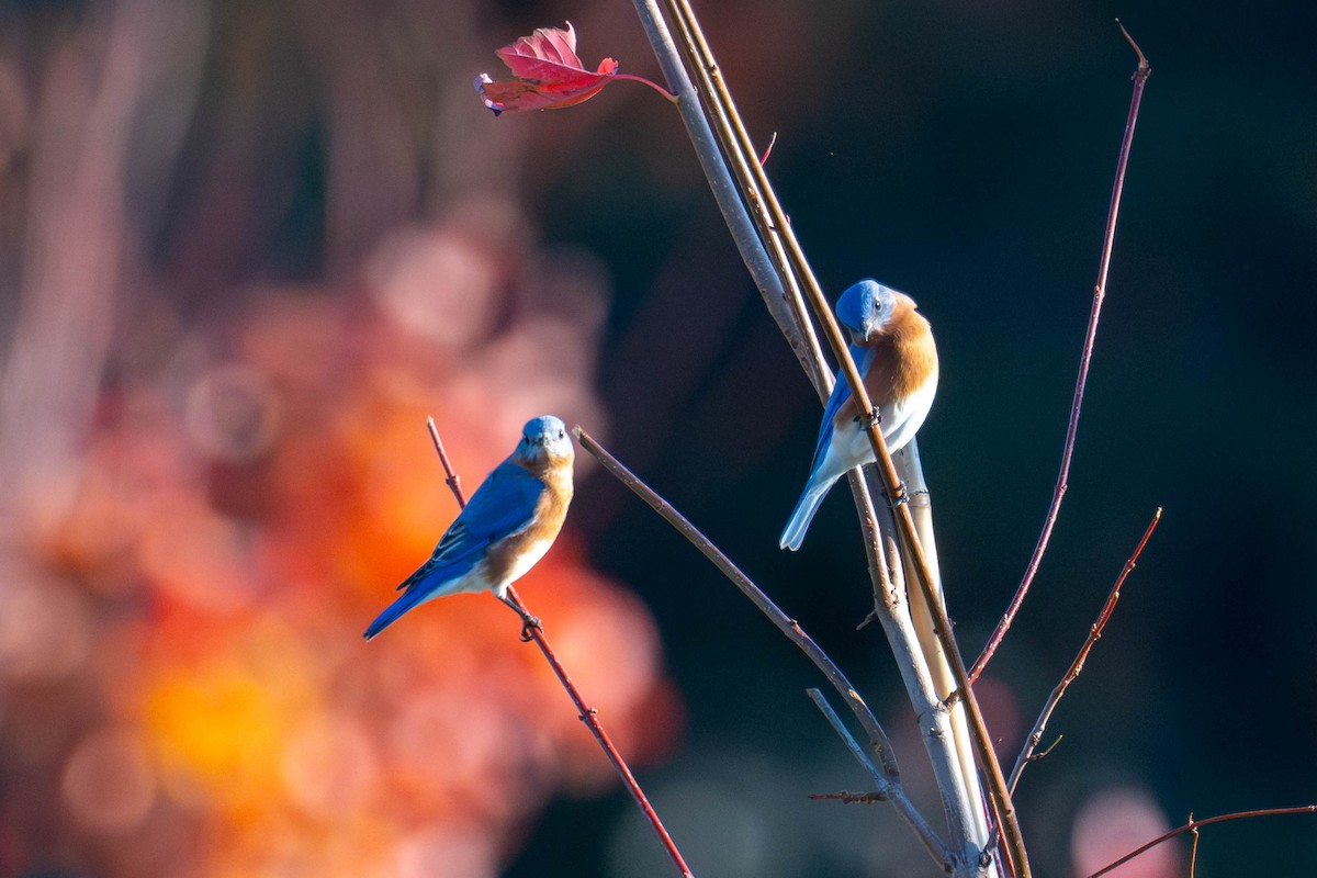 Eastern Bluebird - ML644965267