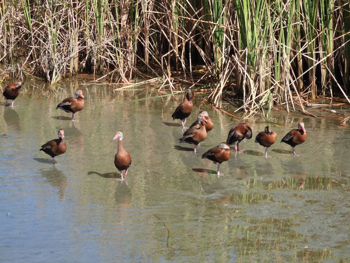 Black-bellied Whistling-Duck - ML644965270