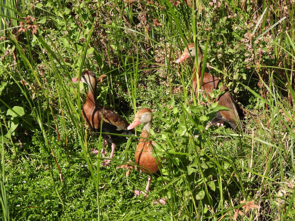 Black-bellied Whistling-Duck - ML644965271