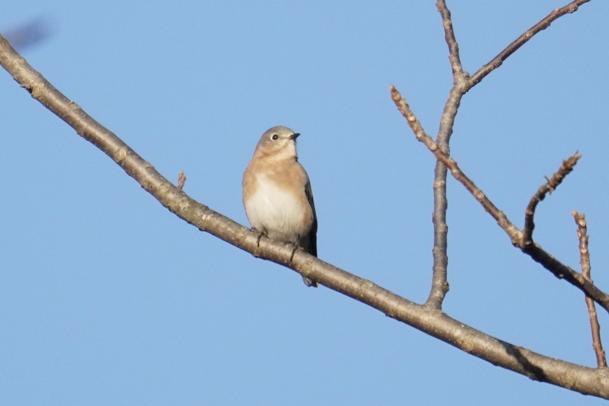 Eastern Bluebird - ML644965274