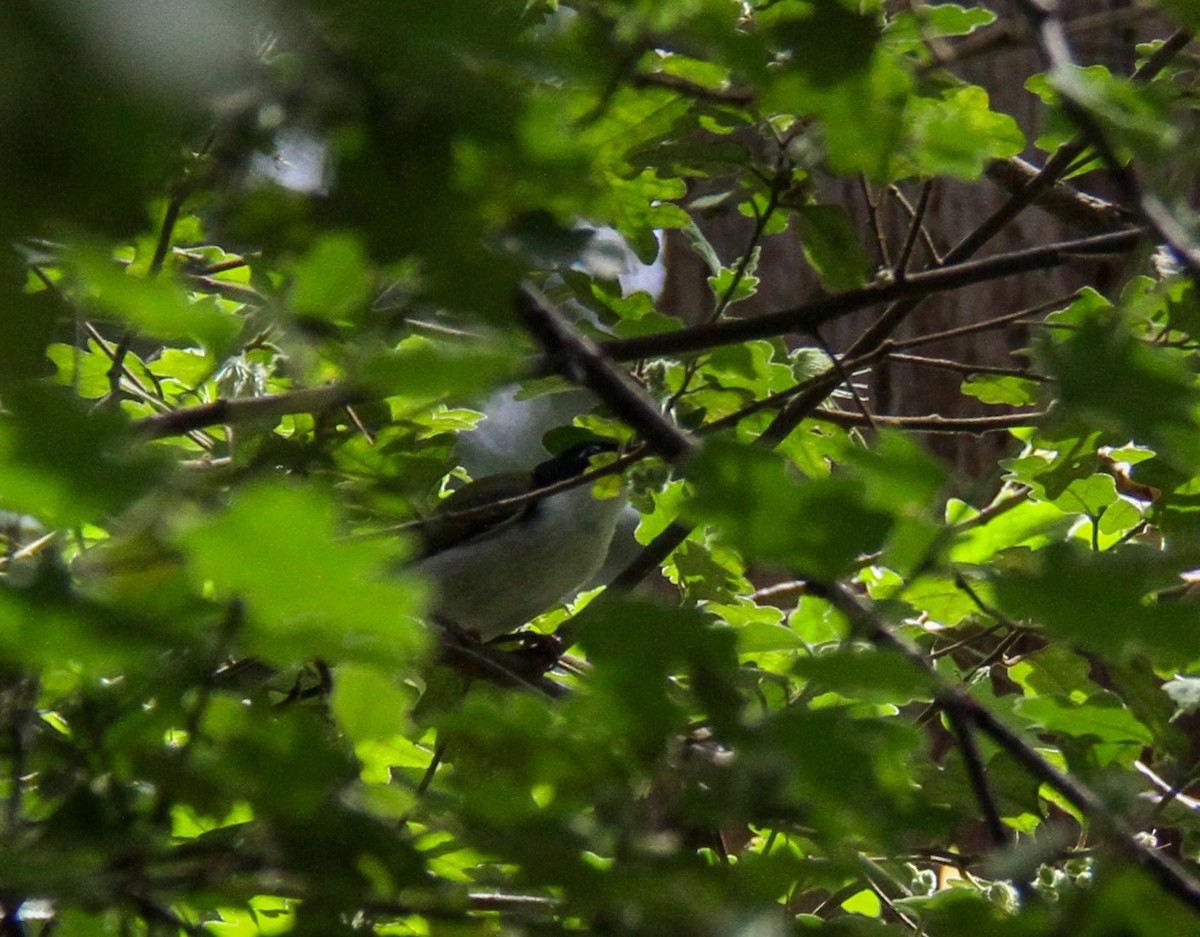 Gilbert's Honeyeater - ML644965277