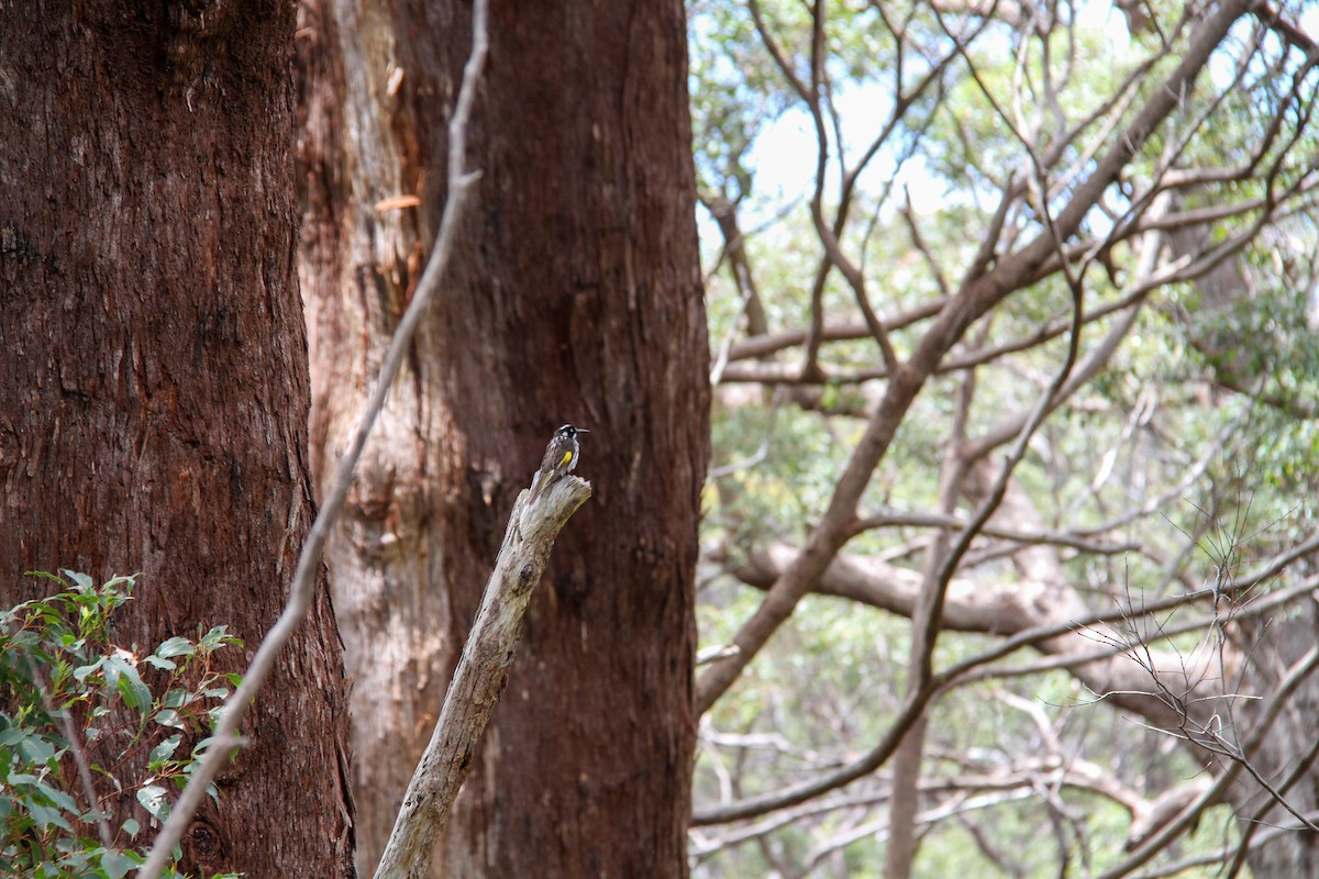 New Holland Honeyeater - ML644965279