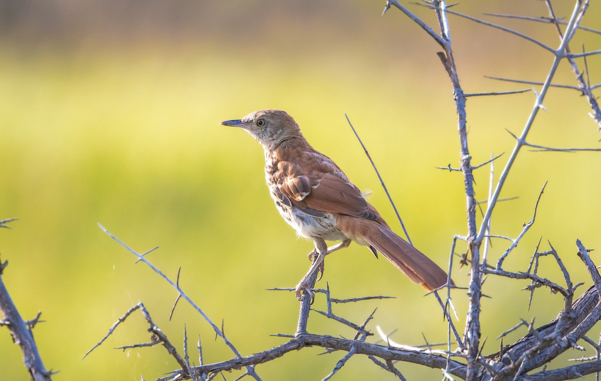 Brown Thrasher - ML644965285