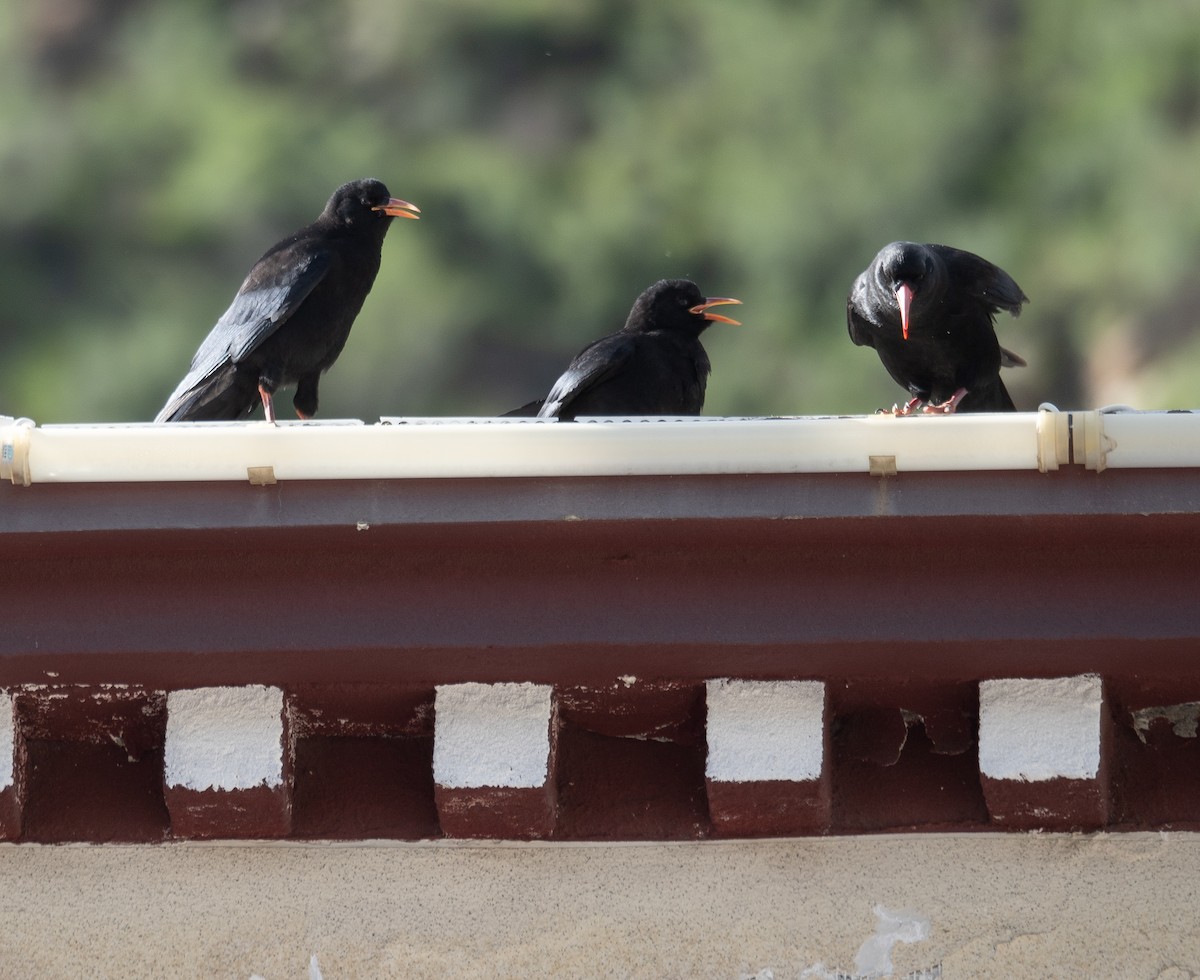 ベニハシガラス - ML644965297