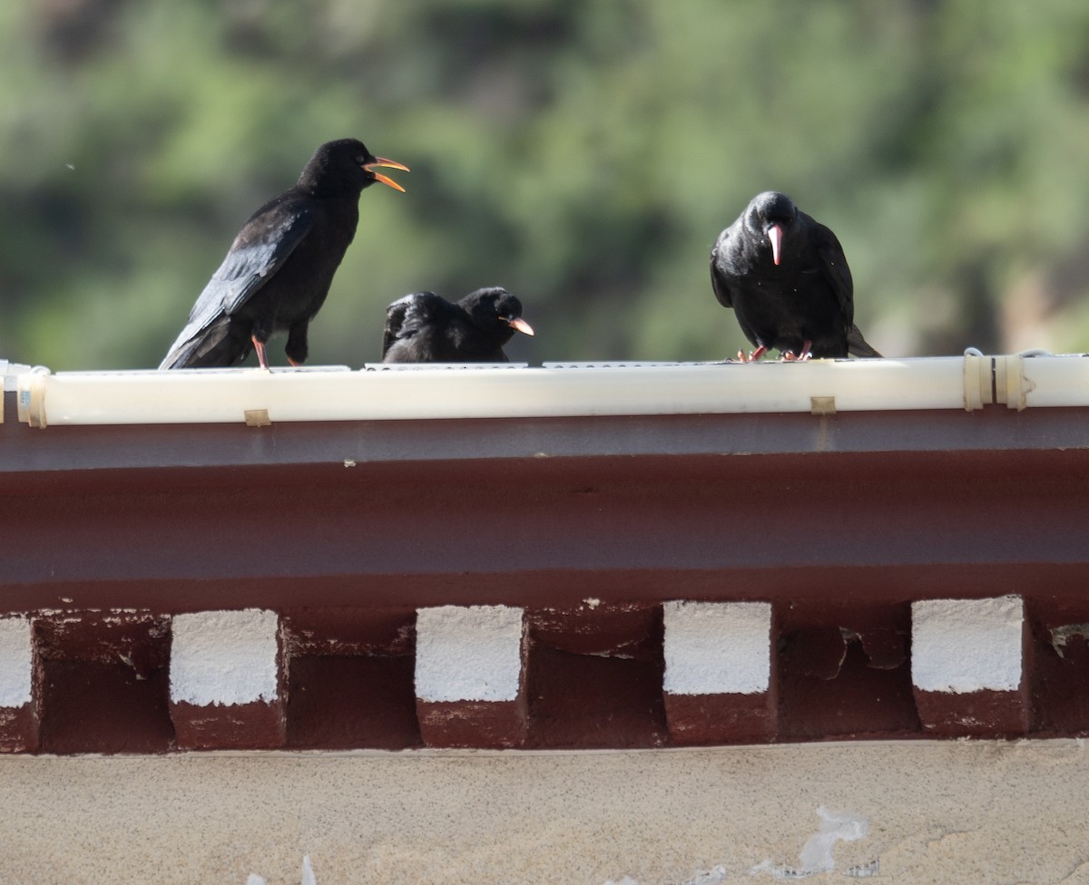 ベニハシガラス - ML644965298