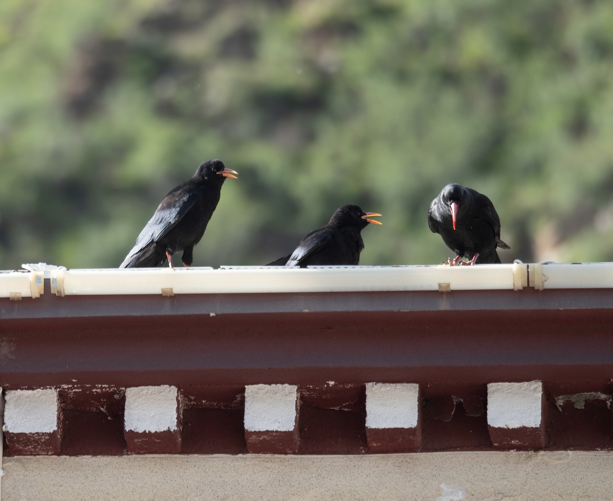 ベニハシガラス - ML644965299