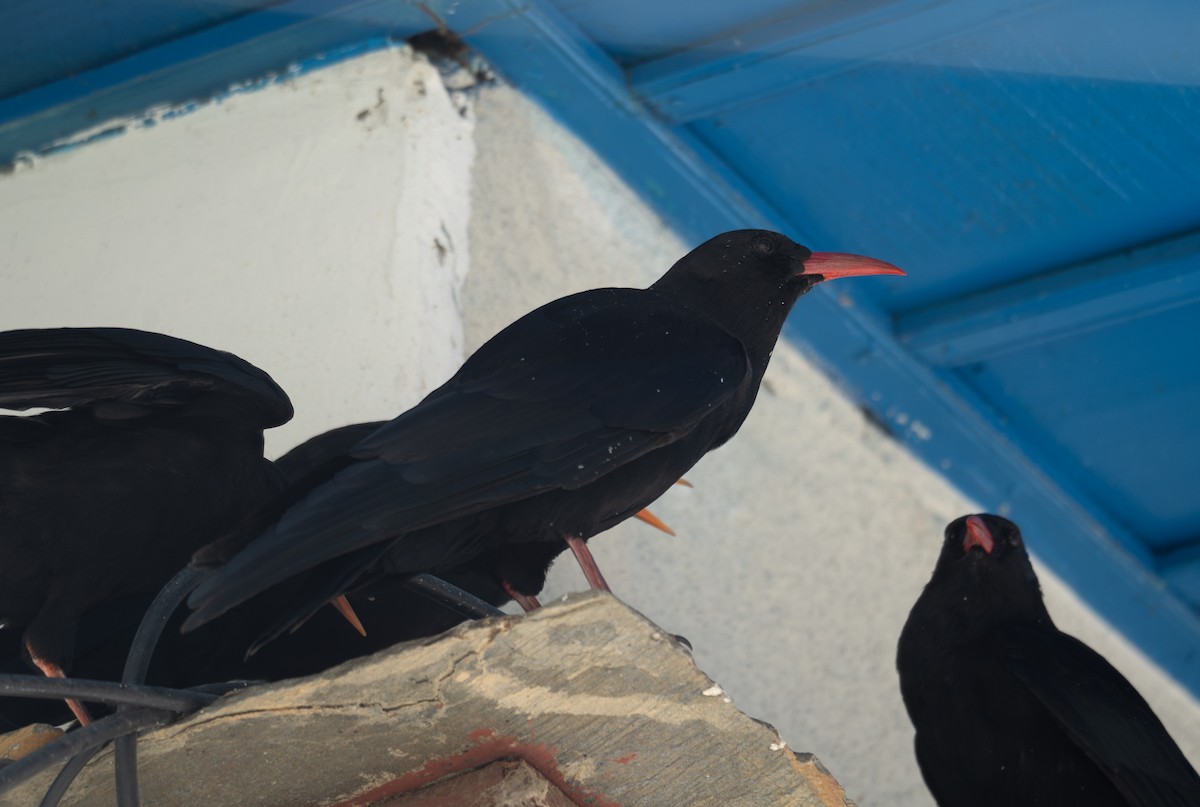 ベニハシガラス - ML644965302