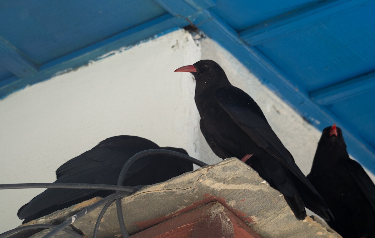 ベニハシガラス - ML644965303