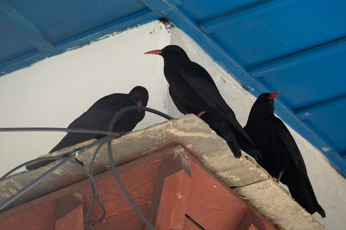 ベニハシガラス - ML644965304