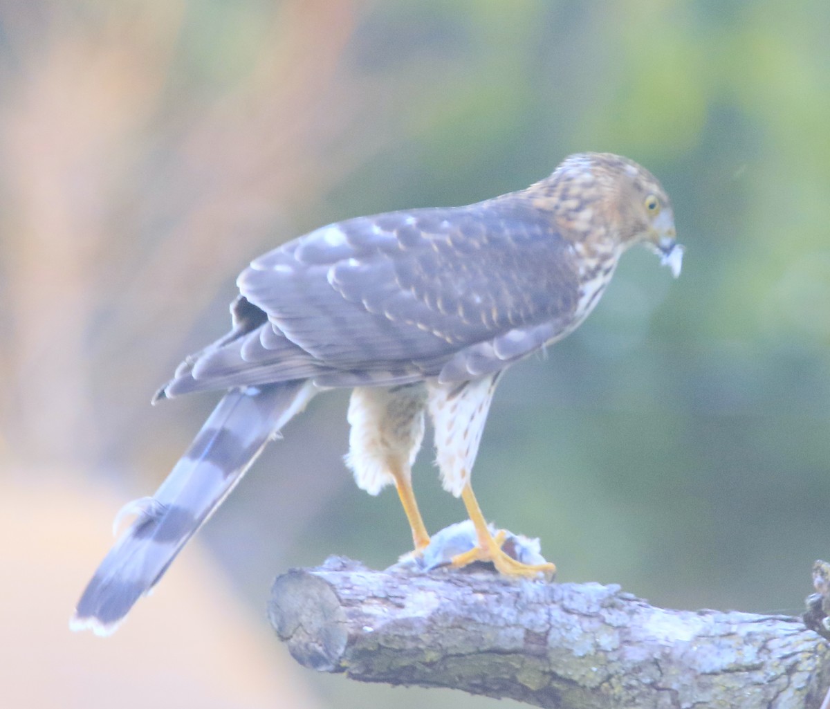 Cooper's Hawk - ML644965309