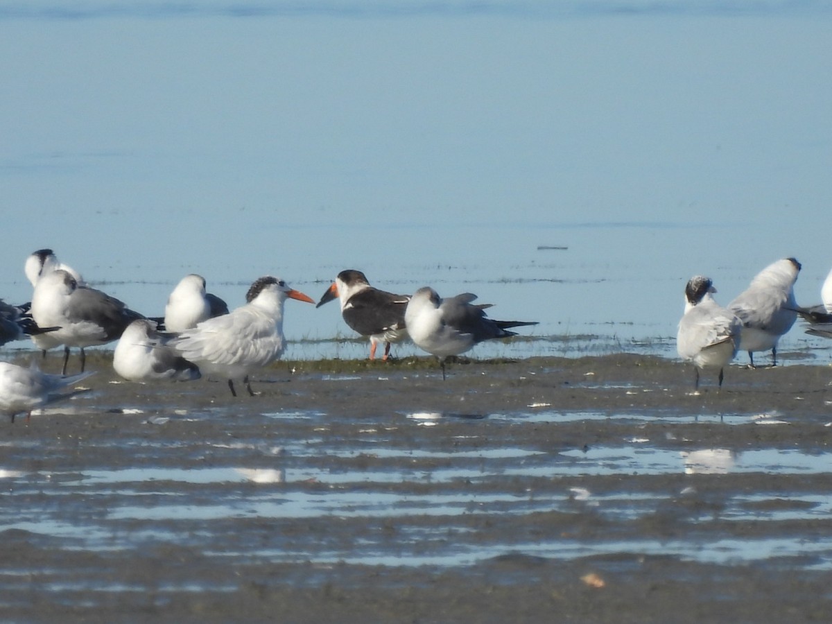 Black Skimmer - ML644965314