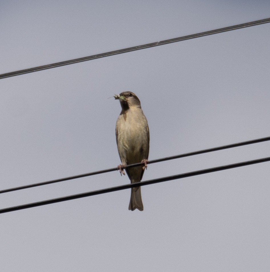 山麻雀 - ML644965320