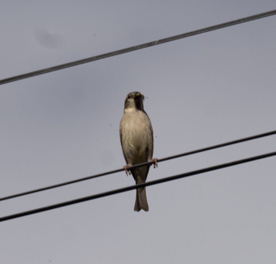 山麻雀 - ML644965321