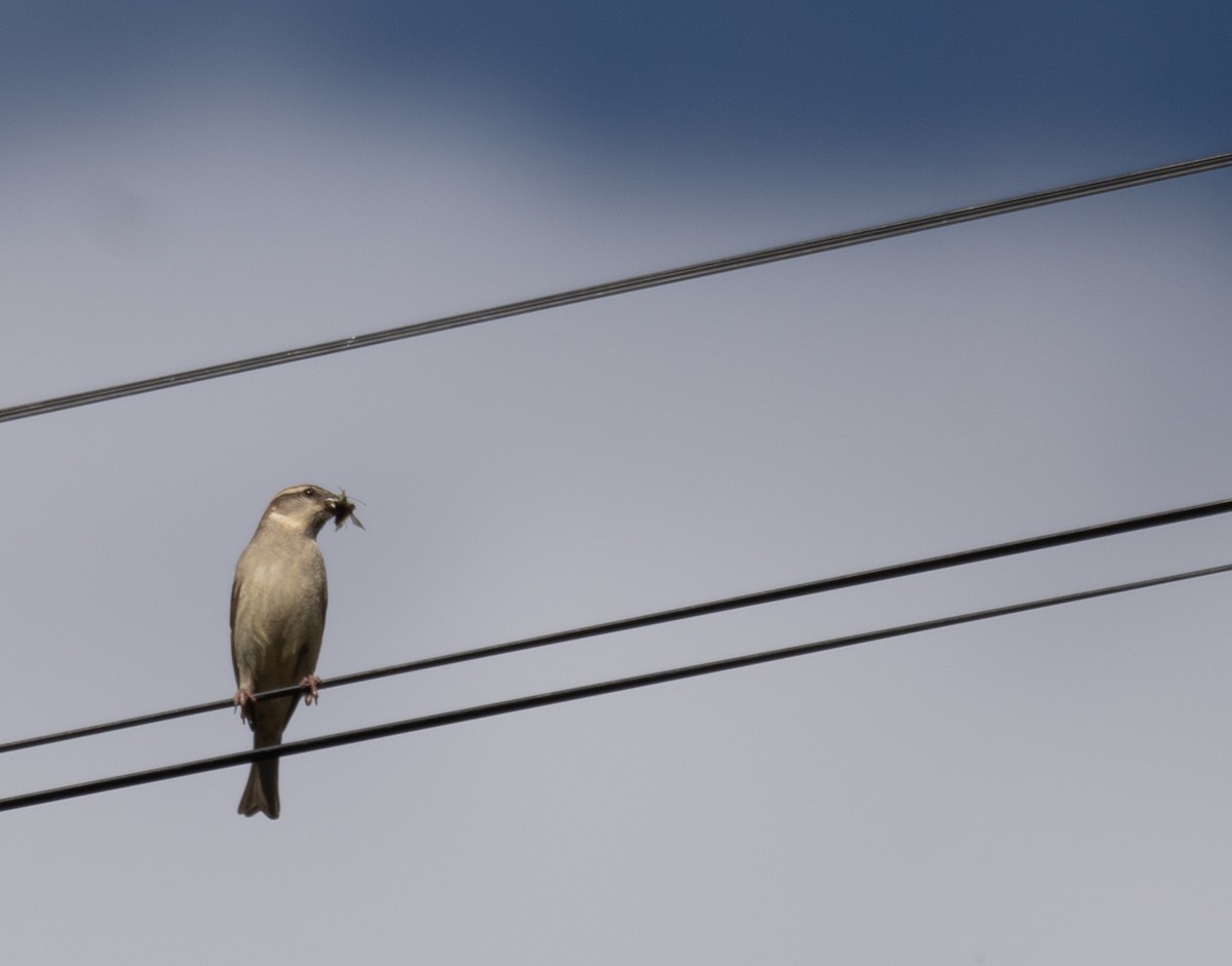 山麻雀 - ML644965322
