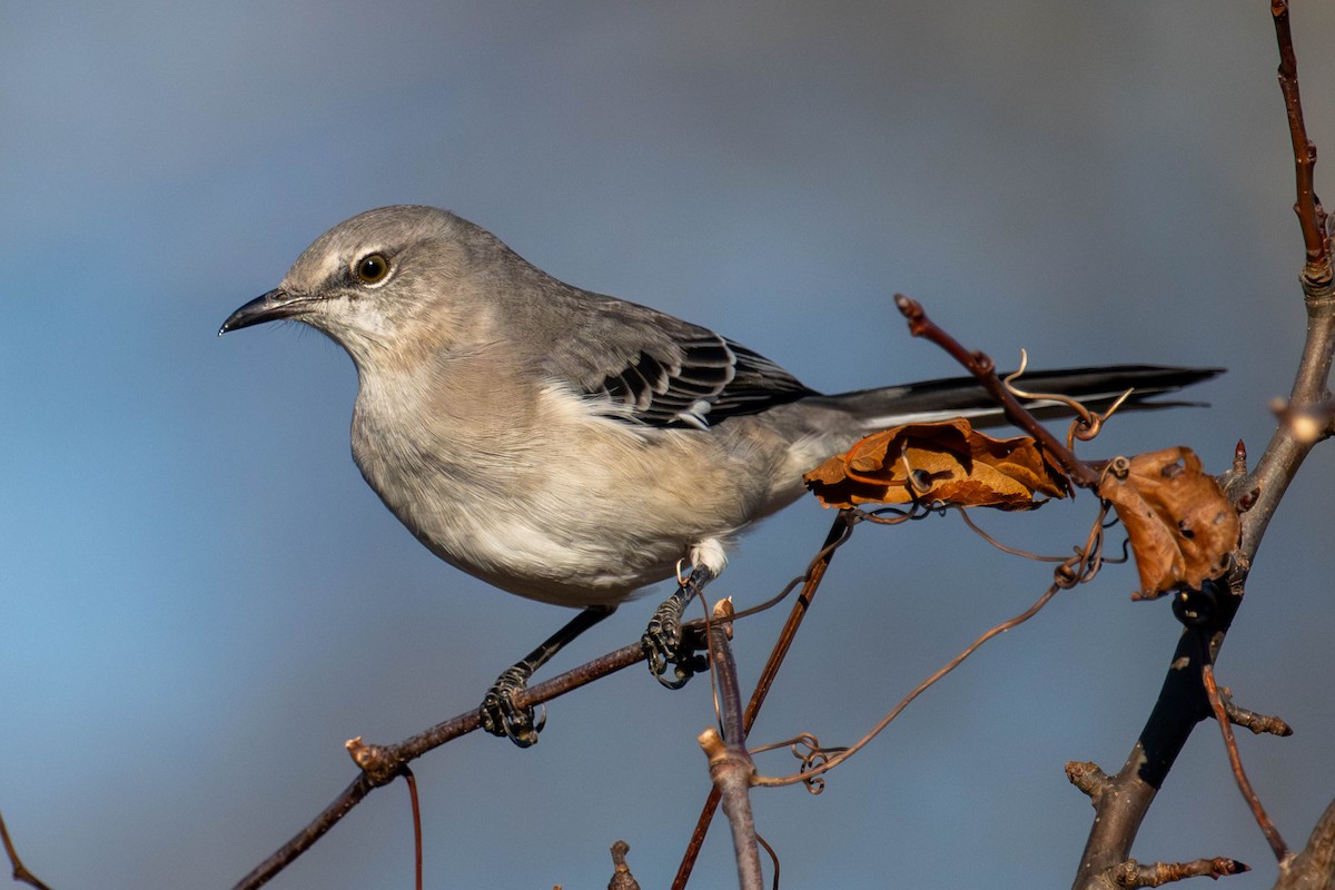 Northern Mockingbird - ML644965327