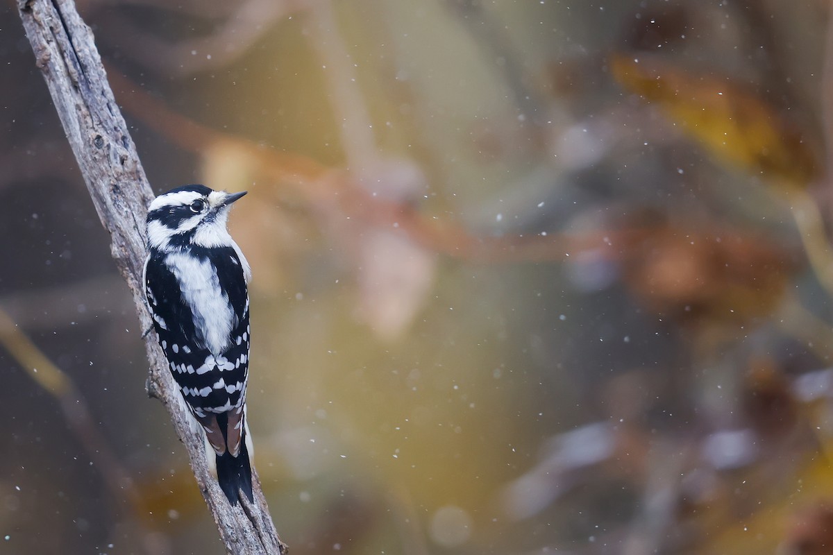 Downy Woodpecker - ML644965341