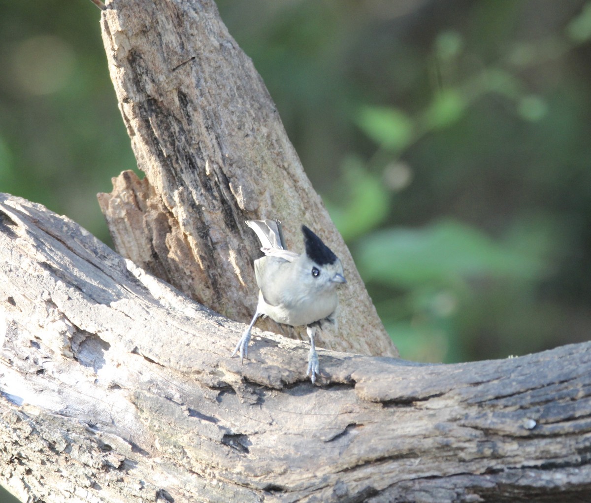 Black-crested Titmouse - ML644965353